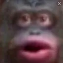 🐵monkey in a cage🐵 — Дискорд Сервер