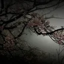 SAKURAAAA — Дискорд Сервер