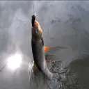 Onega — Дискорд Сервер