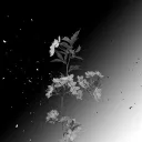 ❄ × Frost Eclipse — Serwer Discord